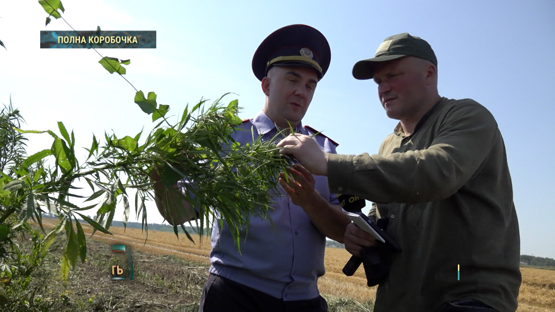 наркотики в поле, как борется милиция с наркотическими растениями